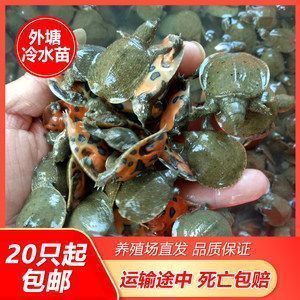 龍魚喂甲魚的好處，甲魚喂養(yǎng)對(duì)龍魚有益嗎