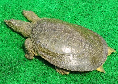 龍魚喂甲魚的好處，甲魚喂養(yǎng)對(duì)龍魚有益嗎