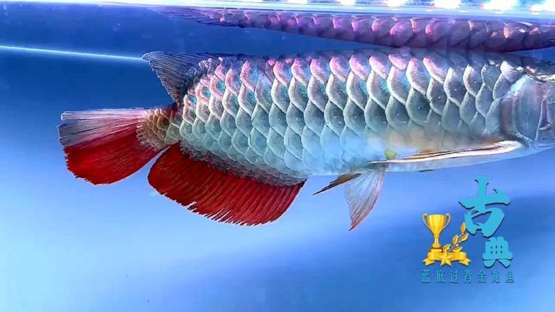 古典藍(lán)過(guò)背金龍魚(yú)價(jià)格對(duì)比 古典藍(lán)過(guò)背金龍魚(yú)價(jià)格對(duì)比 龍魚(yú)百科 第4張