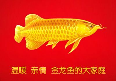 關于金龍魚的故事（金龍魚品牌的歷史背景）