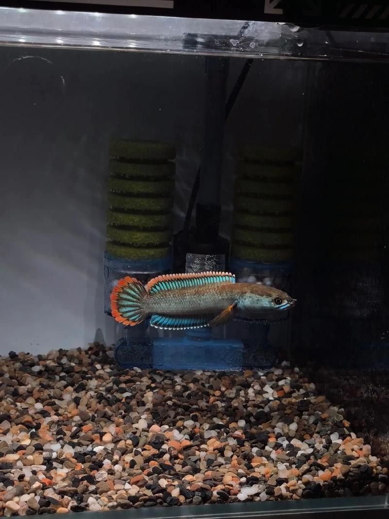 雷龍魚可以跟虎魚混養嗎圖片