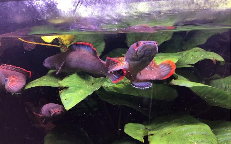 雷龍魚可以跟虎魚混養嗎圖片