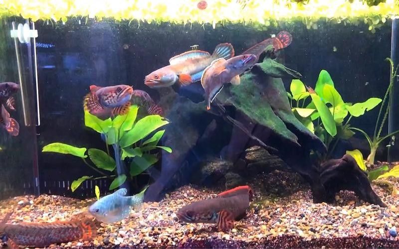 雷龍魚可以跟虎魚混養嗎圖片