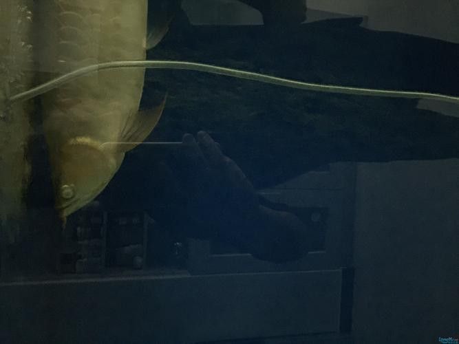 紅龍魚蒙眼