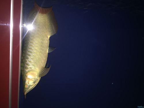 紅龍魚蒙眼