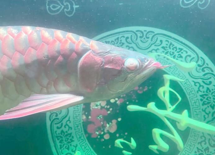 紅龍魚蒙眼