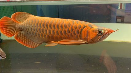 為啥龍魚不好看還那么貴：為什么龍魚的價格那么昂貴？