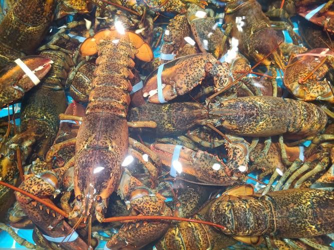 如何找到更多高清大龍蝦圖片？