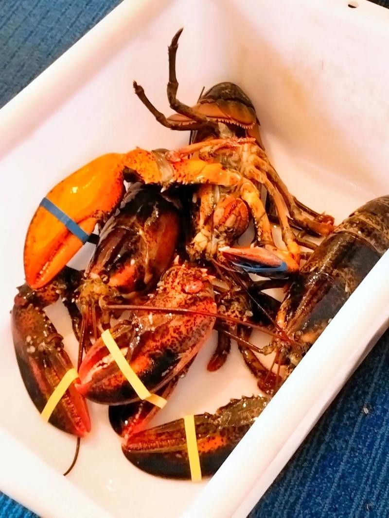 如何找到更多高清大龍蝦圖片？