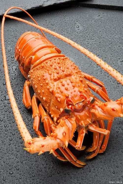 如何找到更多高清大龍蝦圖片？