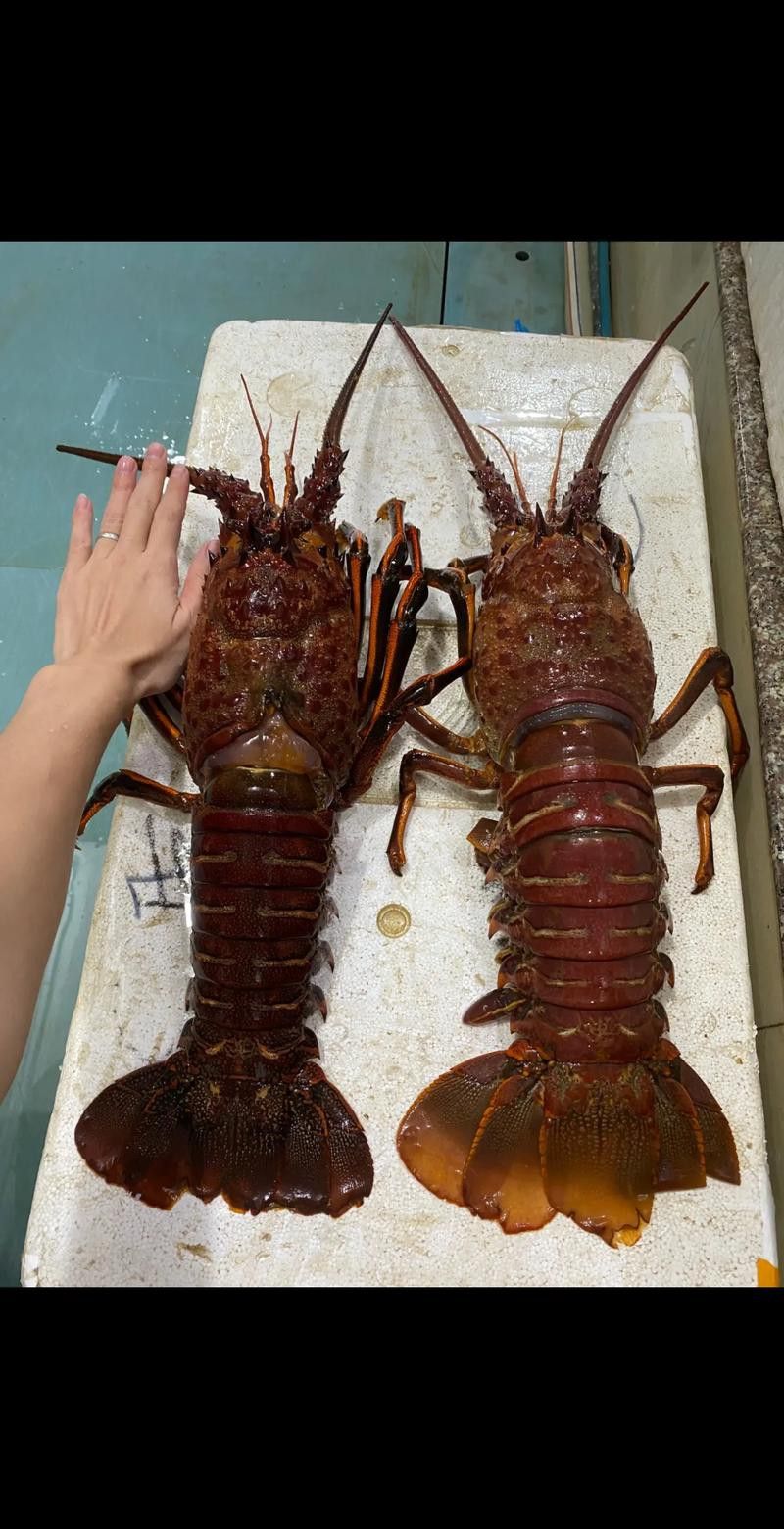 如何找到更多高清大龍蝦圖片？