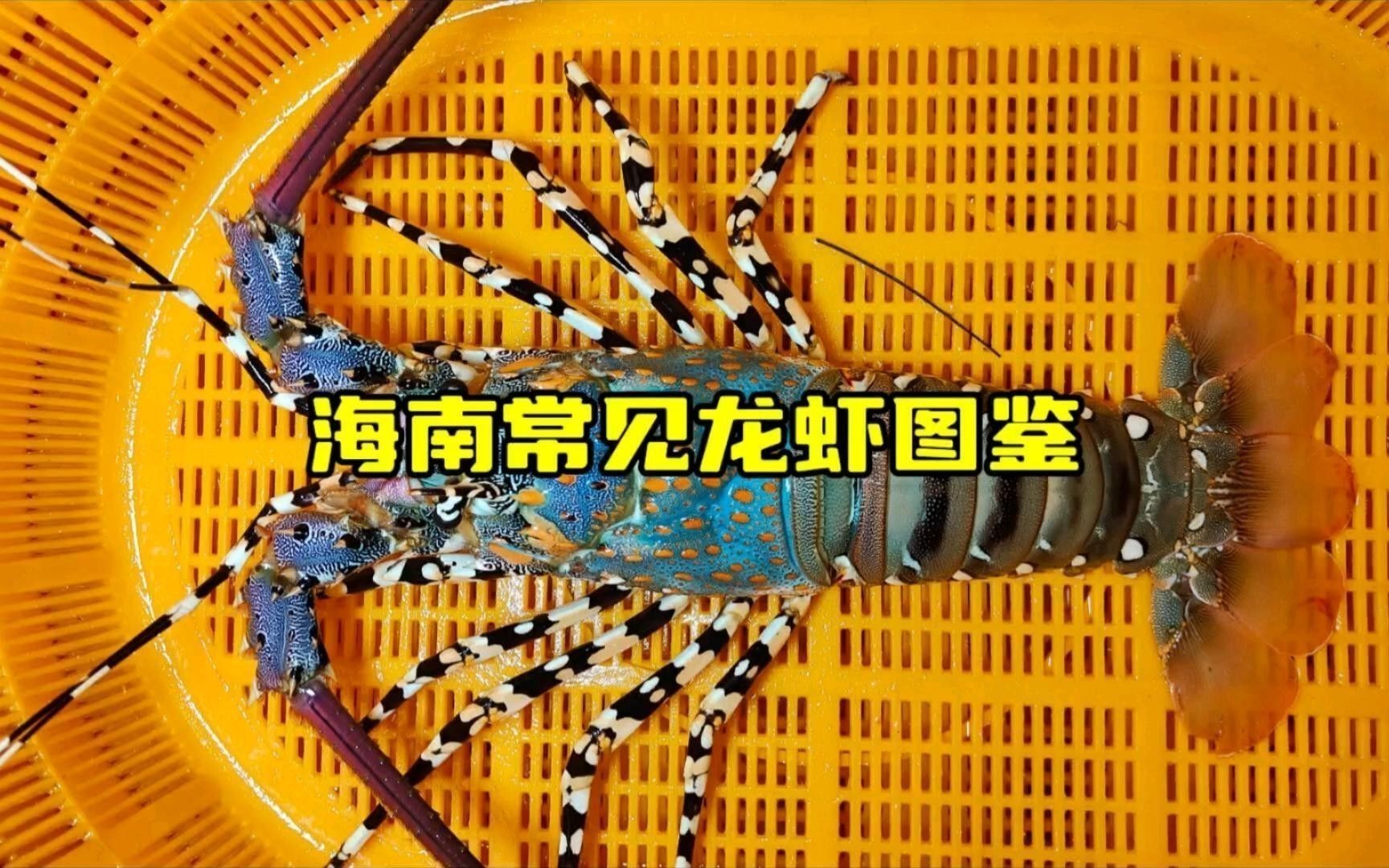 如何找到更多高清大龍蝦圖片？