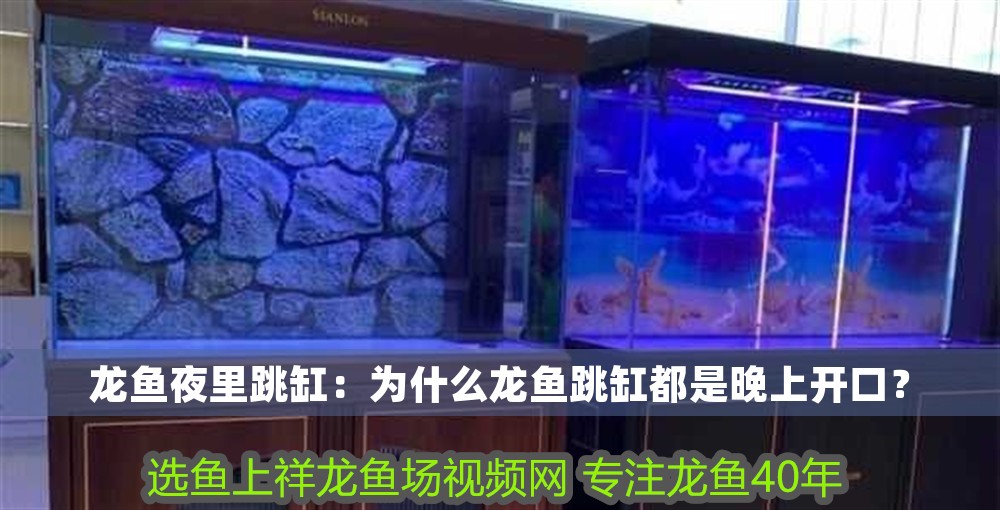 龍魚夜里跳缸：為什么龍魚跳缸都是晚上開口？