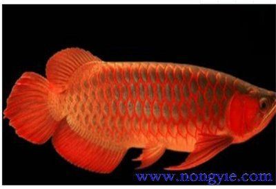 紅龍魚眼睛向下怎么辦（紅龍魚掉眼怎么辦）