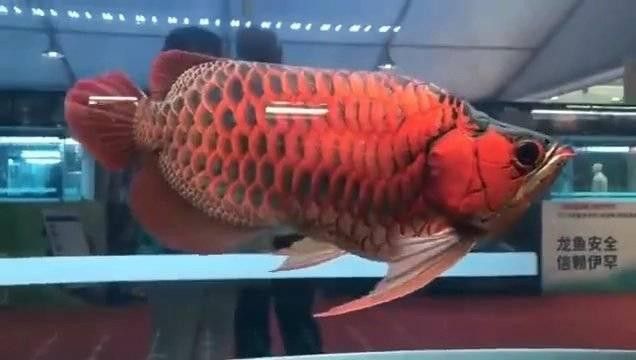 福龍魚哪個品種最稀有？
