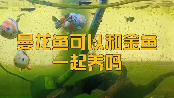 藍曼龍魚可以和什么魚一起養 藍曼龍魚可以和什么魚一起養 龍魚百科 第12張