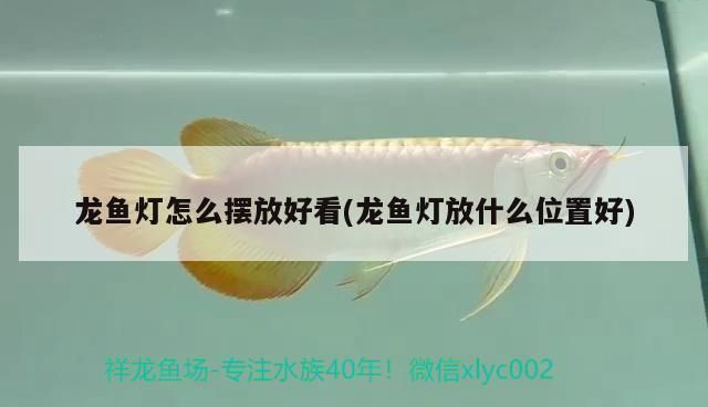 龍魚燈怎么放：風水學中龍魚燈的擺放