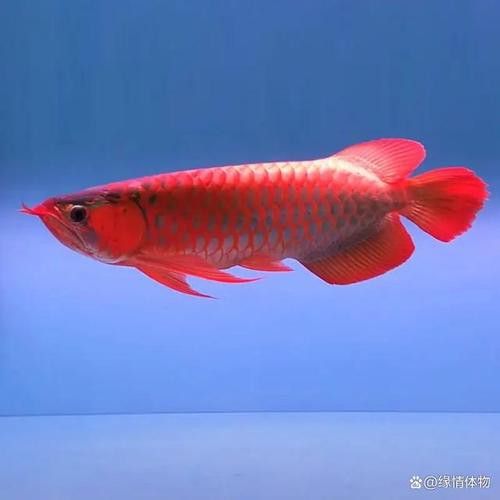 紅龍魚圖片大全大圖霸氣頭像高清動漫