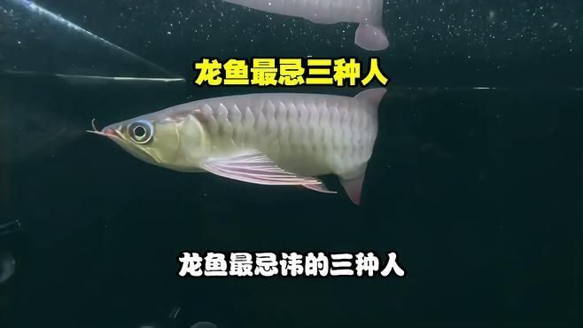 龍魚最忌諱三種人