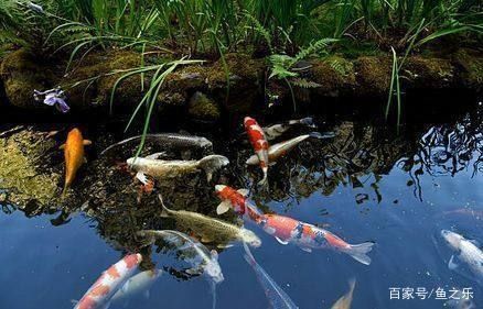 龍魚能吃錦鯉的魚糧嗎怎么喂食：探索龍魚與錦鯉共存之道
