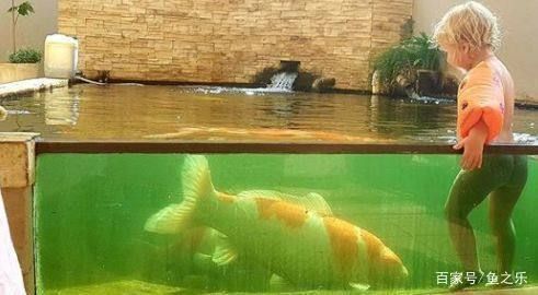 龍魚能吃錦鯉的魚糧嗎怎么喂食：探索龍魚與錦鯉共存之道