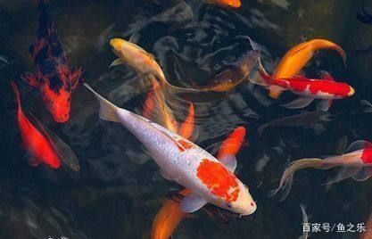 龍魚能吃錦鯉的魚糧嗎怎么喂食：探索龍魚與錦鯉共存之道