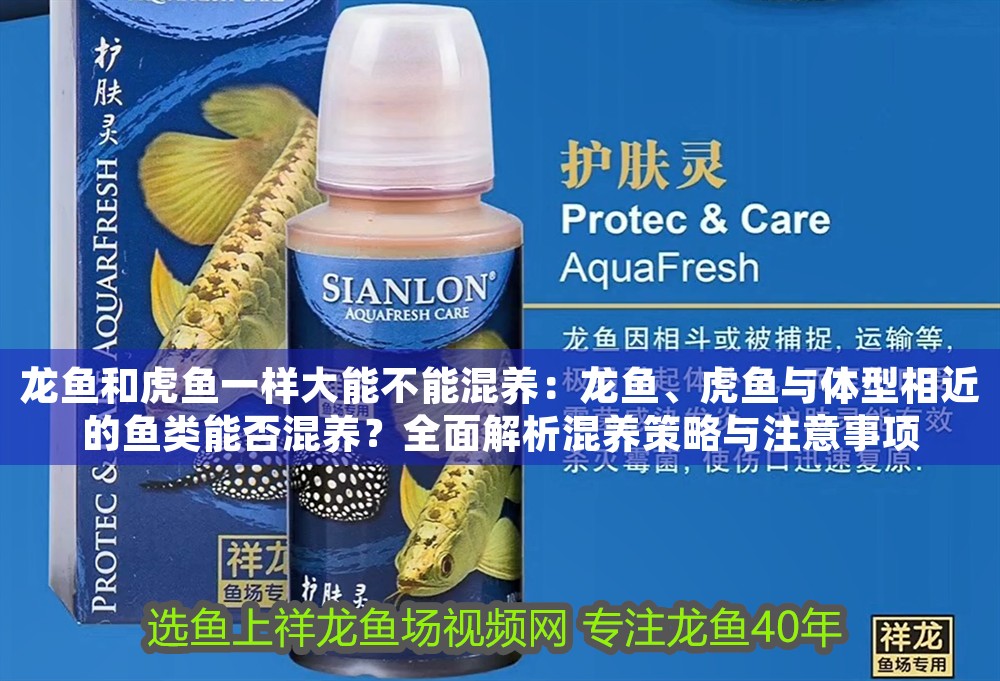 龍魚和虎魚一樣大能不能混養：龍魚、虎魚與體型相近的魚類能否混養？全面解析混養策略與注意事項