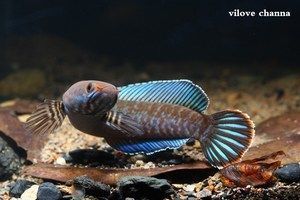 雷龍魚不好看（雷龍魚與其他觀賞魚混養指南）