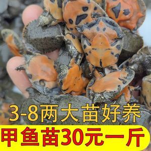 廣州同和街道龍魚批發市場怎么走（廣州同和街道龍魚批發市場）