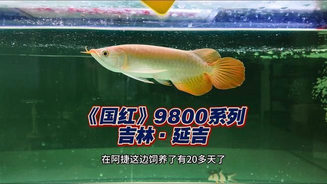 金龍魚餌料是哪里生產(chǎn)的：金龍魚餌料產(chǎn)品種類介紹金龍魚餌料產(chǎn)品種類介紹