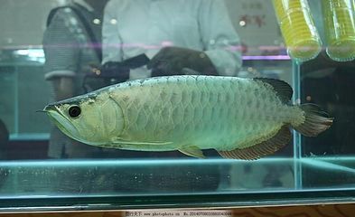 紅龍魚金龍魚銀龍魚（紅龍魚、金龍魚和銀龍魚各有什么特點）