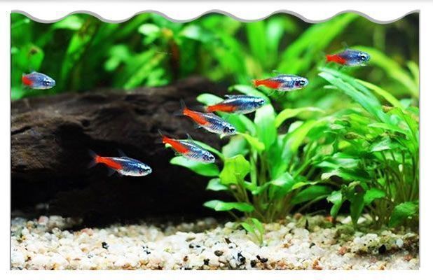 龍魚喂什么魚苗好養活：龍魚的飼養方法