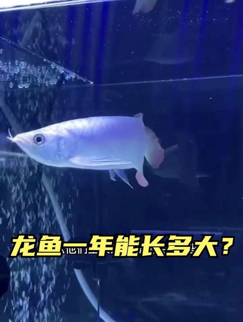 20公分銀龍魚一年長多大