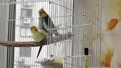 黃化銀龍苗最佳飼養(yǎng)環(huán)境：黃化銀龍苗水質(zhì)管理技巧黃化銀龍苗水質(zhì)管理技巧