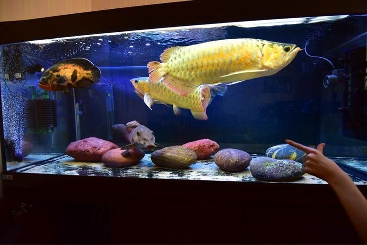 金龍魚魚缸造景教程圖