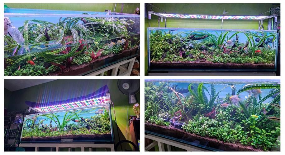 金龍魚魚缸造景教程圖