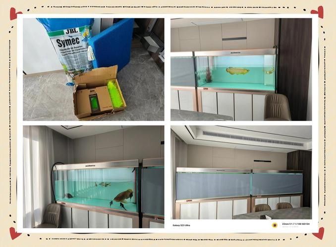 金龍魚魚缸造景教程圖
