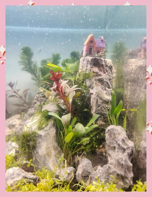 金龍魚魚缸造景教程圖