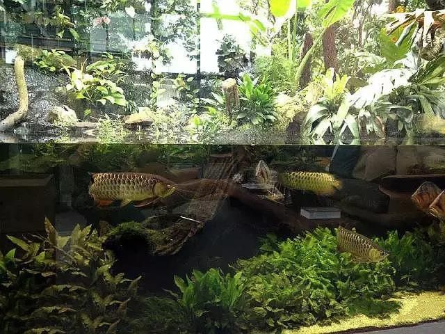 金龍魚魚缸造景教程圖