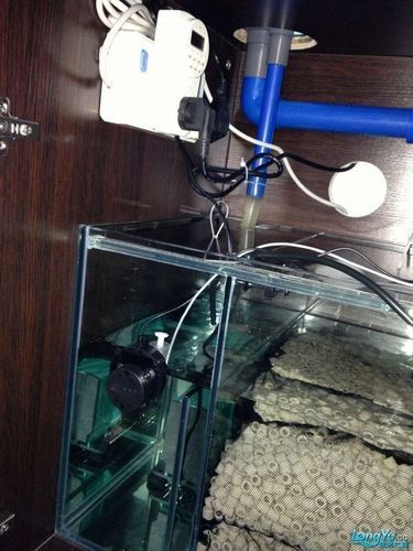 金龍魚魚缸造景教程圖
