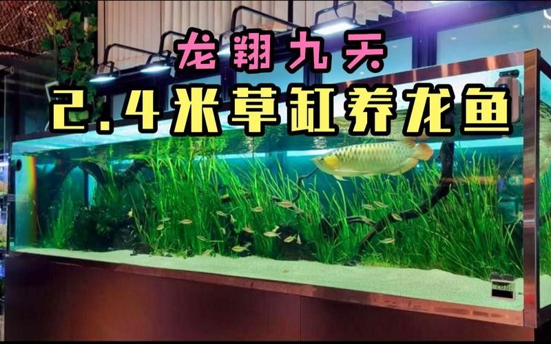 金龍魚魚缸造景教程圖