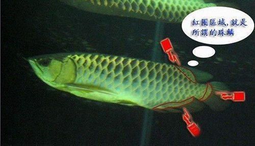 金龍魚的品質：金龍魚不同品種特點對比