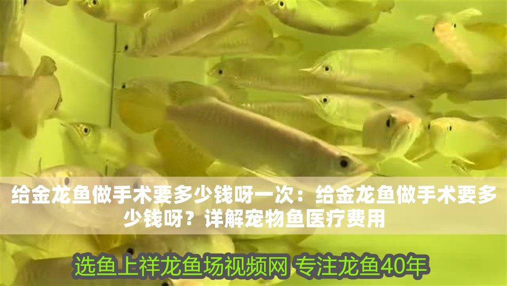 給金龍魚做手術(shù)要多少錢呀一次：給金龍魚做手術(shù)要多少錢呀？詳解寵物魚醫(yī)療費用