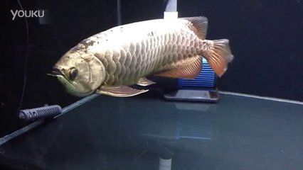 龍魚的芯片在哪個位置：如何自行檢查龍魚芯片