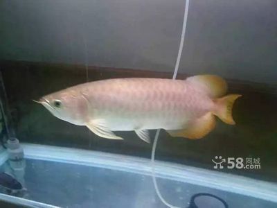 龍魚的芯片在哪個位置：如何自行檢查龍魚芯片