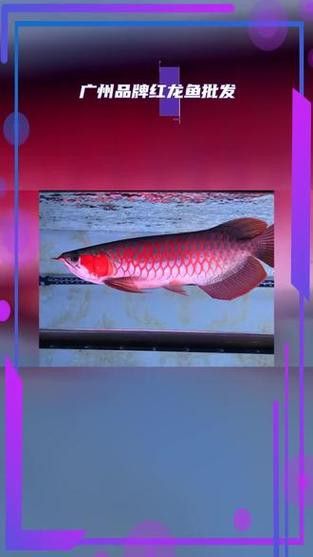 推薦幾家信譽良好的紅龍魚漁場