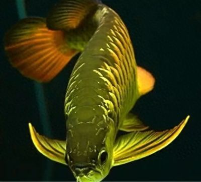 龍魚胸鰭黑色（龍魚胸鰭出現黑色是什么原因引起的？）