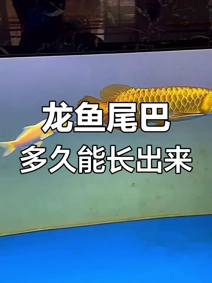 龍魚爛尾初期多久能恢復(fù)？