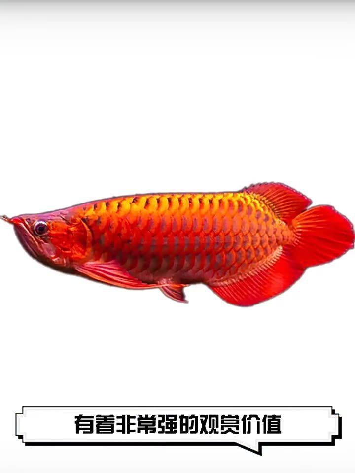 辣椒紅龍魚的市場價格是多少？