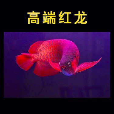 辣椒紅龍魚的市場價格是多少？